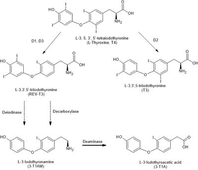 Nongenomic roles of thyroid hormones and their derivatives in adult brain: are these compounds putative neurotransmitters?